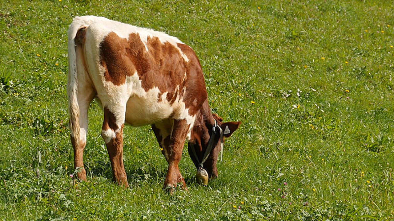 Almabtrieb Steinbach an der Steyr