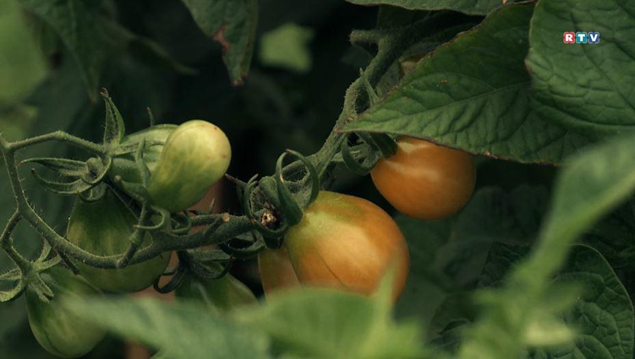 Gartenprojekt - Selber Ernten
